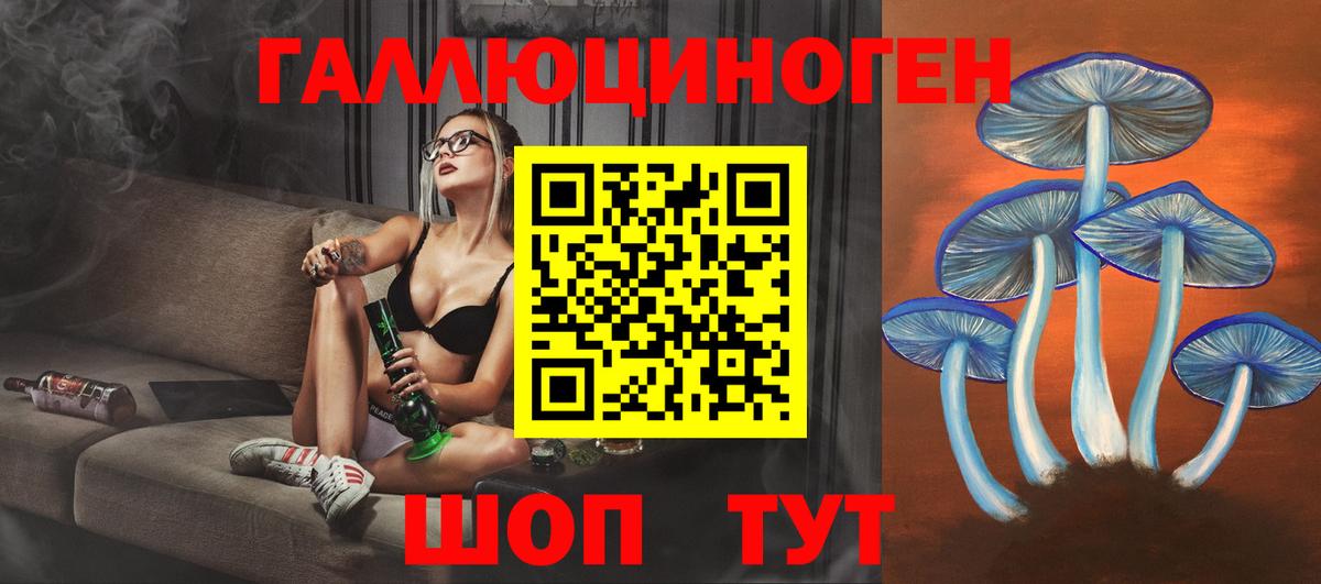 Псилоцибиновые грибы Psilocybe Бердск